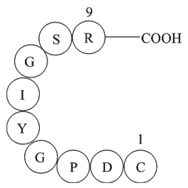 Laminin (925-933)