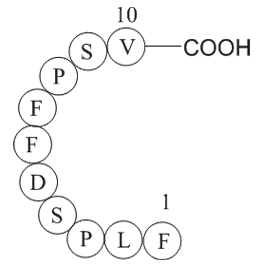 HBcAg [Hepatitis B virus] (18-27)