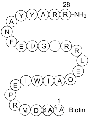 BIM, Biotinylated