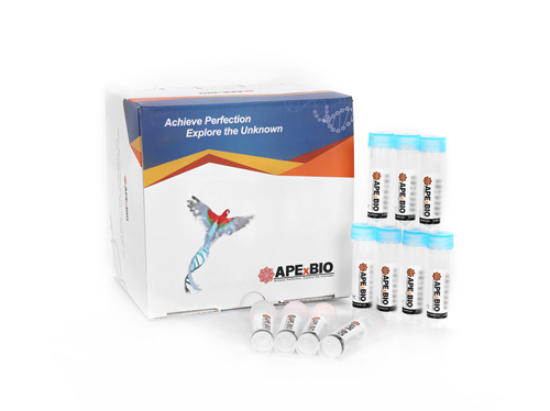 Flag-tag Protein IP Assay Kit (Agarose Gel)