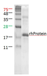 Flt3-Ligand, human recombinant