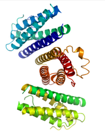 G-CSF, murine recombinant