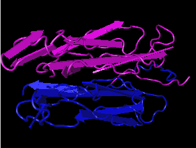 IL-17A, human recombinant protein