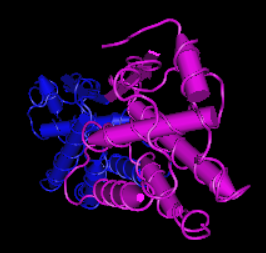 M-CSF, human recombinant protein