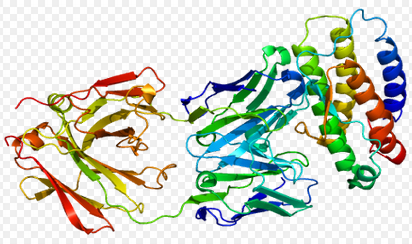 TPO, human recombinant protein