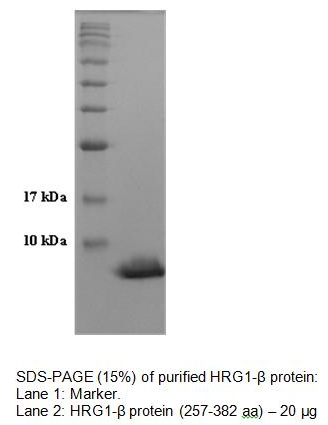 Neuregulin/Heregulin-1β (NRG-1β/HRG-1β), human recombinant protein