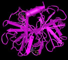 Elastase, Human Neutrophil