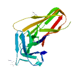 VEGF-C, human recombinant protein