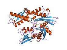 Heat Shock Protein 70, human recombinant protein