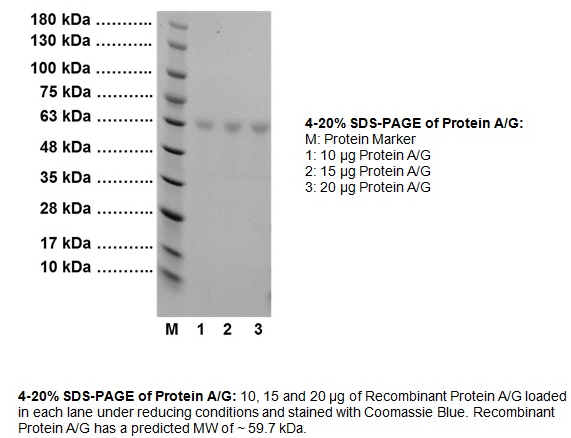 Protein A/G