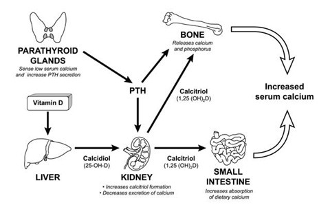 Calcitriol Hormone Function